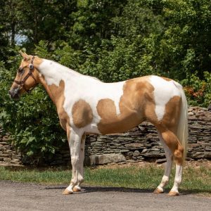 Paint Quarter Horse