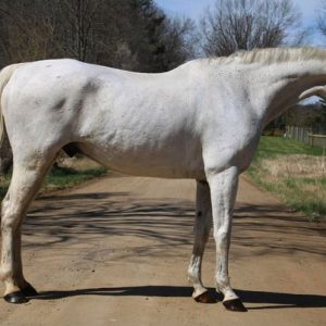 Kokomo