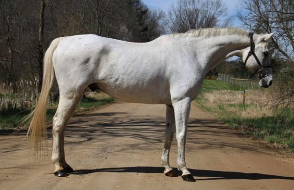 Kokomo