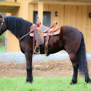 Country Hills Sebastian
