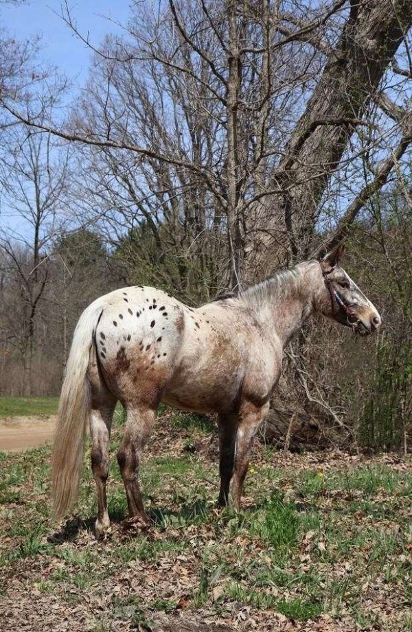 A Silver Sol Weedo - Image 3
